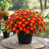 2 Dallas Red Lantana Live Plants, Lantana Flower Plant, 4-7 Inch Tall