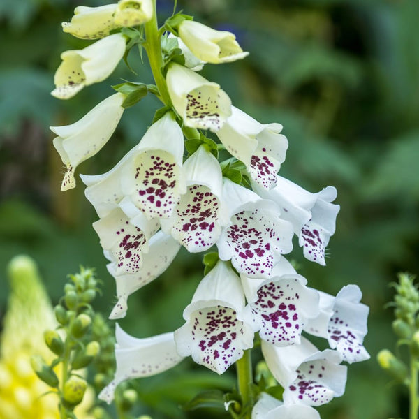2 White Foxglove Live Plants, Garden Border Flower Plant, 3 Inch Pot