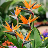 Set 3 Orange Bird of Paradise Live Plant 4-7 Inch Tall