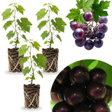 3 Muscadine Grape Plants Live for Planting, Starter Plants, 3-5" Tall, No Pot, Cold Hardy, Tree Grape Vines Fruit for Spring Growing (Southern)