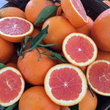 Red Navel Orange Tree, Hardy Garden Plant, 1-2 Ft Tall, 1 Gallon Pot