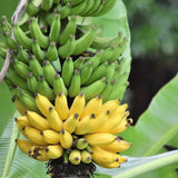 Kokopo Live Banana Plant, Hardy Garden Plant, 4-6 Inch Tall