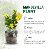 2 Yellow Live Mandevilla Plants, Patio Container Plant, 4-6 Inch Tall