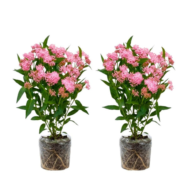 2 Pink Milkweed Live Plants, Asclepias Tuberosa Plant 4–6" Tall