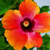 4 Random Hibiscus Flower Live Plants, Large Bloom Shrub, 4-8 Inch Tall
