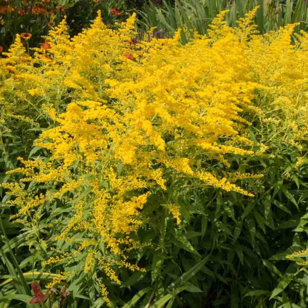 10 Yellow Live Goldenrod Plants, Hardy Flower Plant