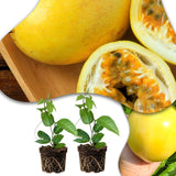 Set 2 Yellow Passion Fruit Plants Live, Fast-Growing Passionfruit Vine Live Plants Tree for Full Sun Growing, Summer Planting, 4-7 Inches, No Pot, Hardy Tropical Trellis Planting
