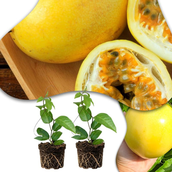 Set 2 Yellow Passion Fruit Plants Live, Fast-Growing Passionfruit Vine Live Plants Tree for Full Sun Growing, Summer Planting, 4-7 Inches, No Pot, Hardy Tropical Trellis Planting