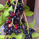 Jamun Plum Plant Live, 4" Pot