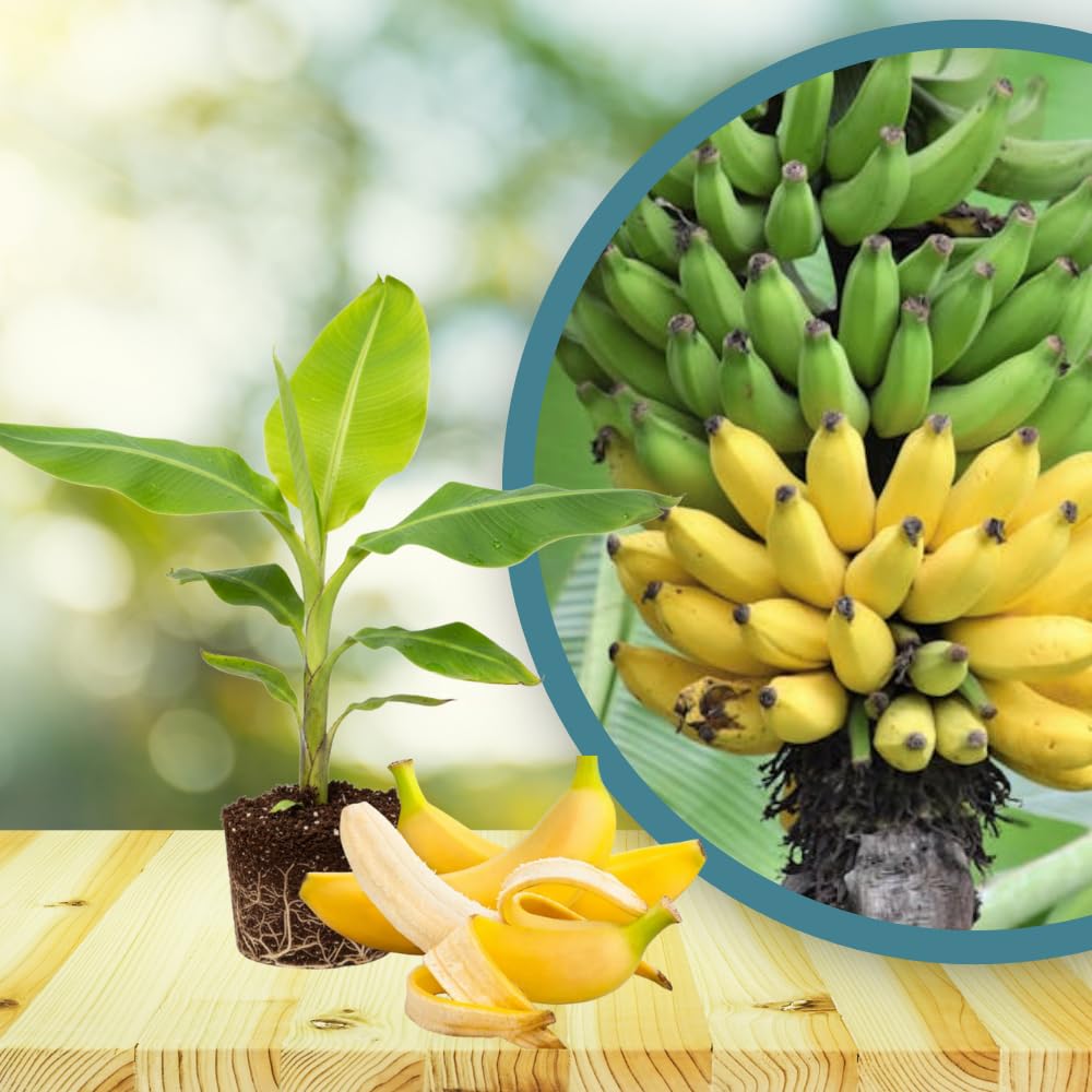 Kokopo Banana Plant Live, Sweet Fruit Banana Tree 4-7 Inch Tall