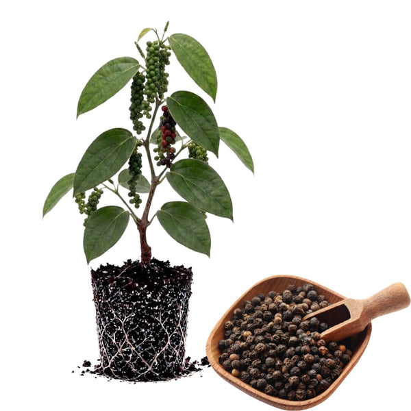 Piper Nigrum Live Plant, Pepper Vine, 4-6 Inch Tall