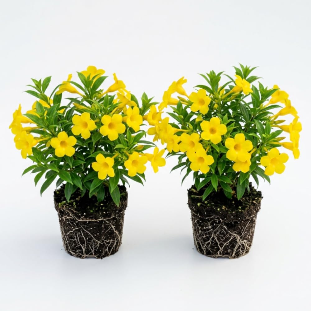 2 Yellow Live Allamanda Plants, Garden Plant