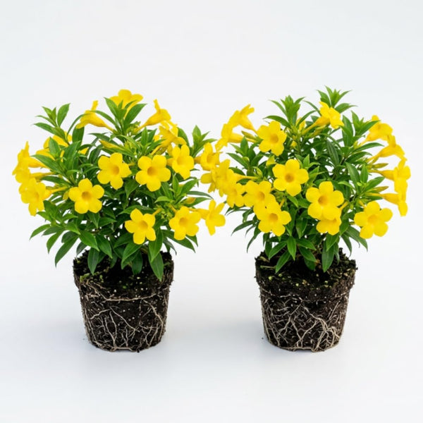2 Yellow Live Allamanda Plants, Garden Plant