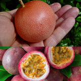 Set 2 Red Passion Fruit Plants Live, Fast-Growing Passionfruit Vine Live Plants Tree for Full Sun Growing, Summer Planting, 4-7 Inches, No Pot, Hardy Tropical Trellis Planting