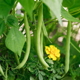 Green Bean Live Plants in 4" Pot, 3-6" Seedlings, Vegetable Starter Plants