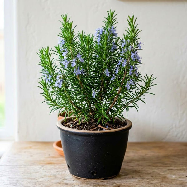 3 Rosemary Live Plants, Rosemary Plant, Live Starter Plant, 4-6 Inch Tall