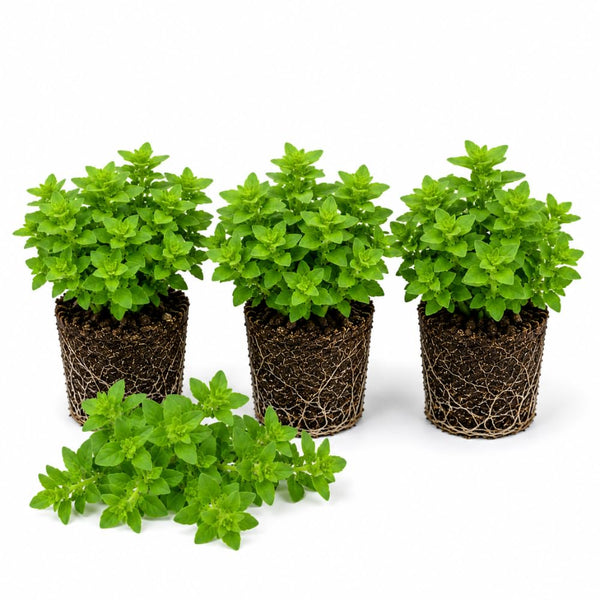 3 Greek Basil Plants Live, Basil Herb Plant Live, 4-7 Inch Tall