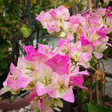 2 White Pink Bougainvillea Live Plants, Ready to Grow Plant, 5-7 Inch Tall