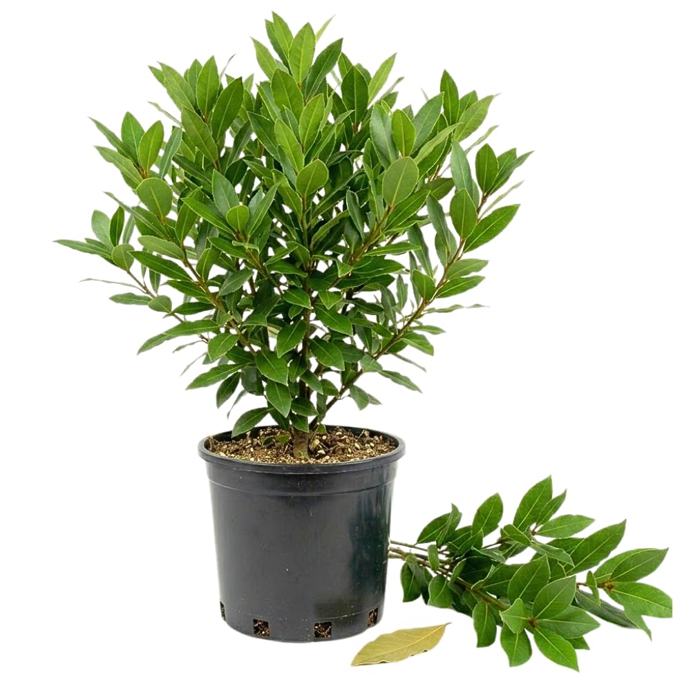 Bay Laurel Live Plant, Laurus Nobilis Plant, 10-12 Inch Tall