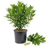 Bay Laurel Live Plant, Laurus Nobilis Plant, 10-12 Inch Tall