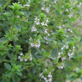 Combo 3 English Thyme Live Plant 4-7" Tall