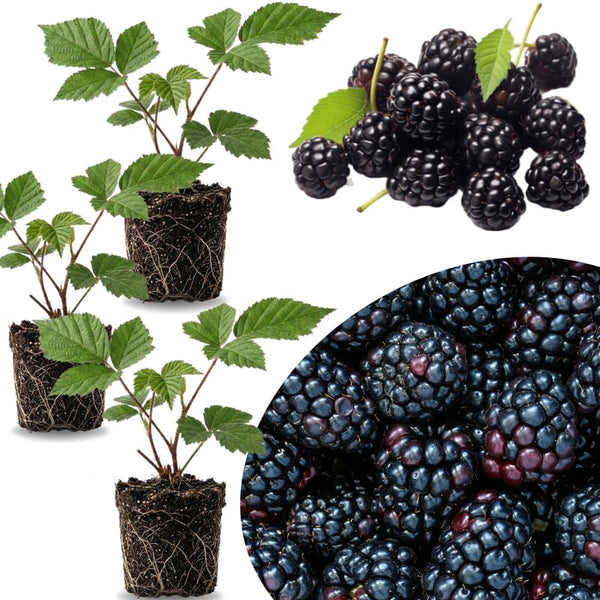 3 Sweet BlackBerry Live Plants, Cold Hardy Berry Bush, 3-7 Inch Tall