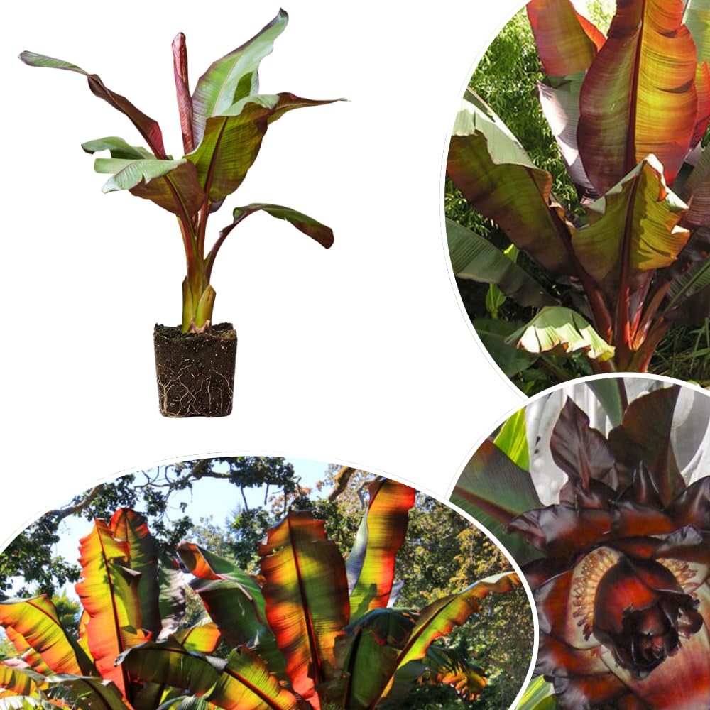 Red Banana Live Plant, Live Starter Plant, 4-6 Inch Tall