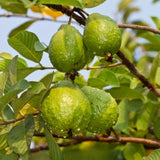 Pink Guava Tree Live Plant, Live Fruit Tree, 7-9 Inch Tall