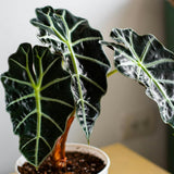 2 Dark Green Alocasia Live Plants, Hardy Garden Plant, 4-6 Inch Tall