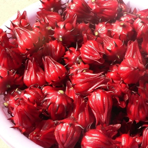 100 Roselle Live Seeds, Seeds for Home Garden