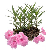 6 Dwarf Pink Mexican Petunia Live Plants, Live Starter Plant, 4-6 Inch Tall