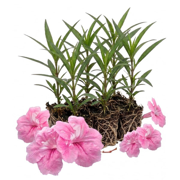 6 Dwarf Pink Mexican Petunia Live Plants, Live Starter Plant, 4-6 Inch Tall