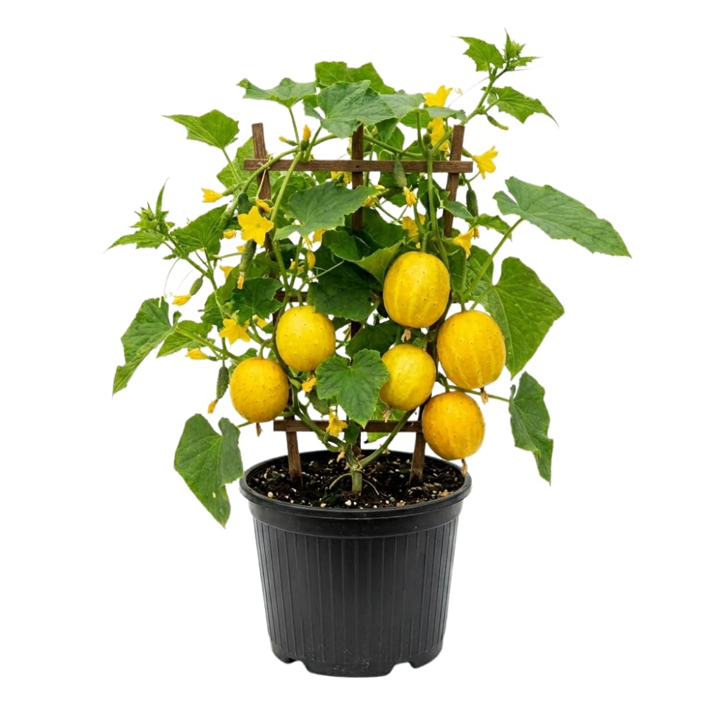 2 Lemon Cucumber Live Plants, High Yield Vegetable Plant, 6-8 Inch Tall