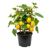 2 Lemon Cucumber Live Plants, High Yield Vegetable Plant, 6-8 Inch Tall