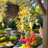 Cotyledon Pendens Succulent Live Plant, Cliff Cotyledon Plant, 2 Inch Pot