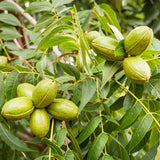 Pecan Tree Plant Live, Starter Plant, 1-2 Ft Tall
