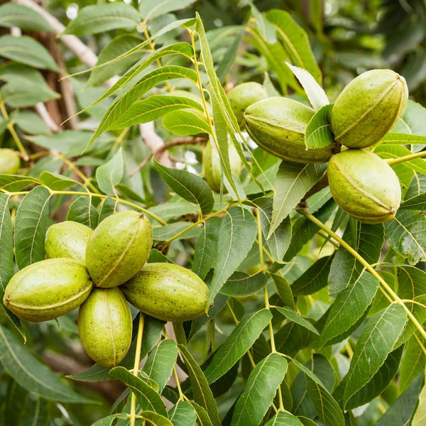 Pecan Tree Plant Live, Starter Plant, 1-2 Ft Tall