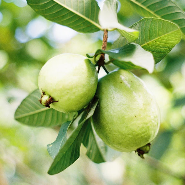 Pink Guava Live Plant, Orchard Tree, 8-10 Inch Tall