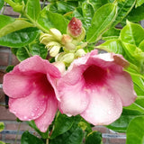 2 Pink Live Allamanda Plants, 4-7 Inch Tall, Fragrant Fowers for Growing