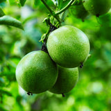 Red Passion Fruit Live Plant, Well-Rooted Starter Plant, 4-6 Inch Tall
