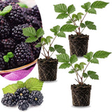 3 Rare BlackBerry Plants Live, Fruit Berry Plant, 3-7 Inch Tall