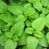 3 Peppermint Plants Live, Peppermint Herb Live Plant, 4-7 Inch Tall