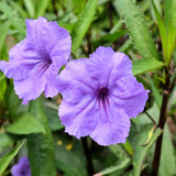 6 Dwarf Purple Mexican Blue Petunia Live Plants, Live Starter Plant, 4-6 Inch Tall