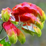 2 Red Shrimp Live Plants, Ready to Grow Plant, 4-6 Inch Tall