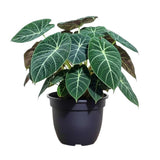 2 Black Alocasia Live Plants, Indoor Outdoor Plant, 4-6 Inch Tall