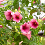 4 Red Allamanda Live Plants, Well-Rooted Starter Plant, 4-7 Inch Tall