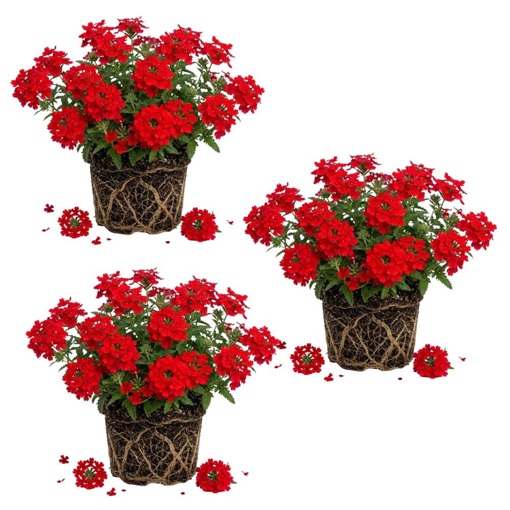 3 Red Verbena Plants Live, Verbena Flower Plant, 4-6 Inch Tall
