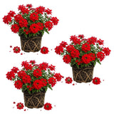3 Red Verbena Plants Live, Verbena Flower Plant, 4-6 Inch Tall