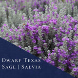 4 Dwarf Texas Salvia Sage Live Bushes, Garden Flower Plant, 4-6 Inch Tall