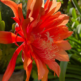 Orange Orchid Cactus Live Plant, Hanging Basket Cactus, 6-8 Inch Tall